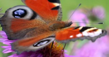 Peacock butterfly on pink chrysanthemum. Summer macro shooting.