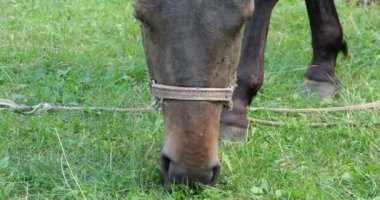 A horse eats grass in a meadow in the countryside.