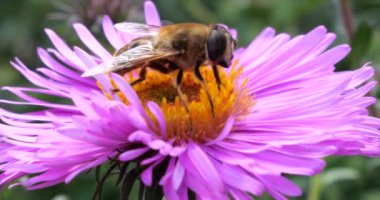 A bee on pink chrysanthemum. Summer macro shooting.