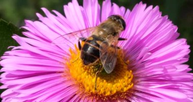 A bee on pink chrysanthemum. Summer macro shooting.