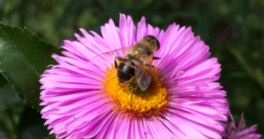 A bee on pink chrysanthemum. Summer macro shooting.