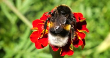 Bumblebee on marigolds flower. Summer macro shooting.