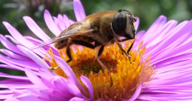 A bee on pink chrysanthemum. Summer macro shooting.
