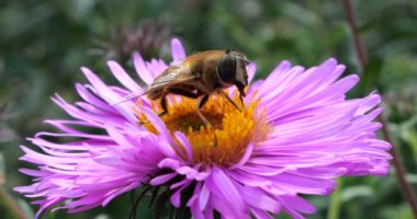 A bee on pink chrysanthemum. Summer macro shooting.