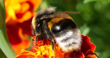 Bumblebee on marigolds flower. Summer macro shooting.