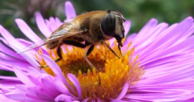 A bee on pink chrysanthemum. Summer macro shooting.