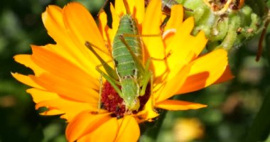 Cricket on Calendula officinalis flower. Shooting summer macro.