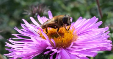 A bee on pink chrysanthemum. Summer macro shooting.