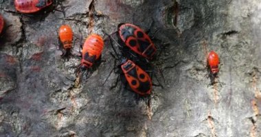 The firebug, Pyrrhocoris apterus, is a common insect of the family Pyrrhocoridae. Shooting macro.