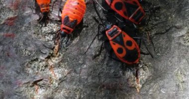The firebug, Pyrrhocoris apterus, is a common insect of the family Pyrrhocoridae. Shooting macro.