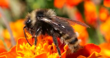Bee on marigolds flower. Summer macro shooting.