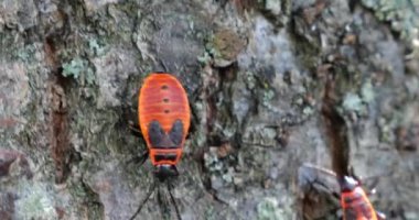 The firebug, Pyrrhocoris apterus, is a common insect of the family Pyrrhocoridae. Shooting macro.