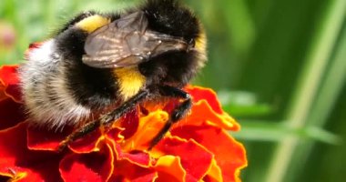 Bumblebee on marigolds flower. Summer macro shooting.
