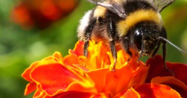 Bumblebee on marigolds flower. Summer macro shooting.