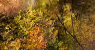 Sonbaharda Forest Gölü. Sudaki ağaçların yansıması..