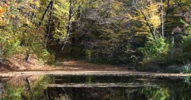 Sonbaharda Forest Gölü. Sudaki ağaçların yansıması..