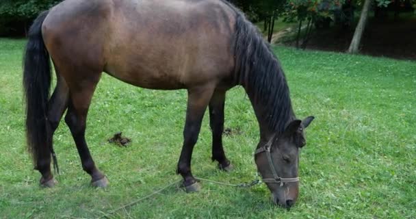A horse eats grass in a meadow in the countryside.