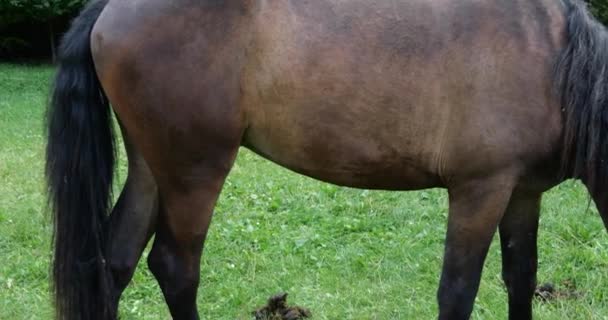 Horse Eats Grass Meadow Countryside — Stock videók