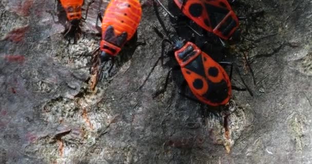 Firebug Pyrrhocoris Apterus Common Insect Family Pyrrhocoridae Shooting Macro — Stock video