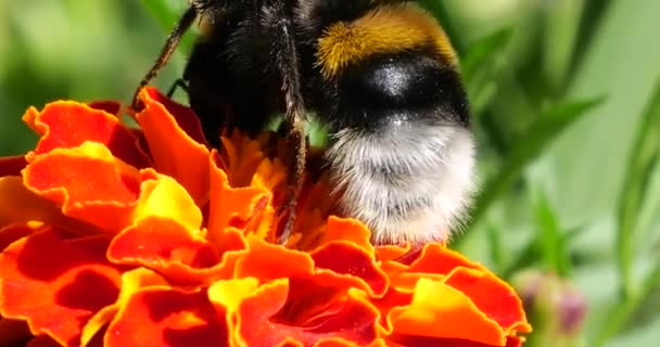 Bumblebee Flower Shooting Summer Macro — Vídeos de Stock