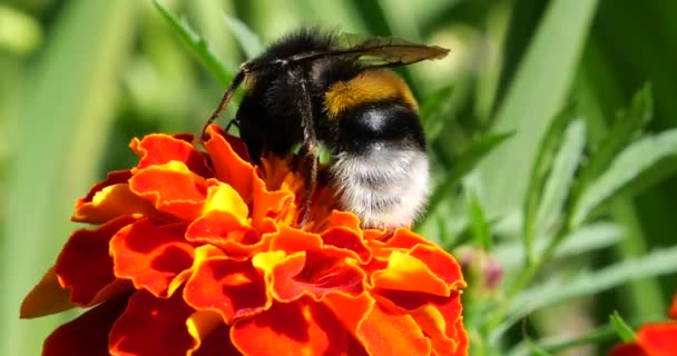 Bumblebee Flower Shooting Summer Macro — Vídeos de Stock