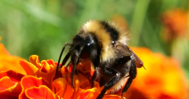 Bumblebee Marigolds Flower Summer Macro Shooting — стоковое видео
