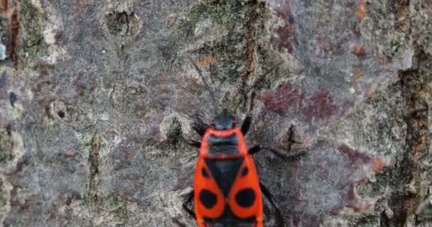 Firebug Pyrrhocoris Apterus Common Insect Family Pyrrhocoridae Shooting Macro — ストック動画