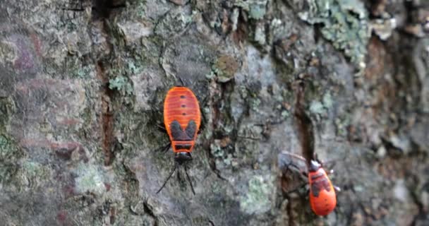 Firebug Pyrrhocoris Apterus Common Insect Family Pyrrhocoridae Shooting Macro — Vídeo de stock