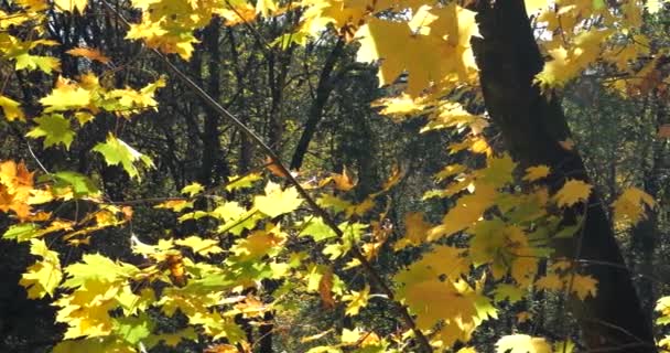 Yellow Autumn Leaves Branches Trees — Stock Video