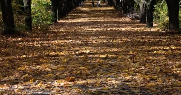Аллея Осеннем Парке Сухие Опавшие Листья Деревья — стоковое видео