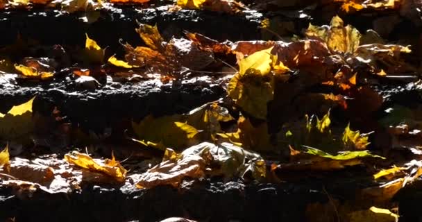 Gefallene Gelbe Herbstblätter Auf Den Steinstufen Park — Stockvideo