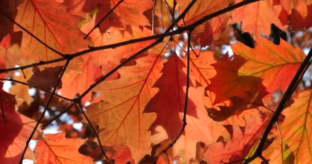 Rote Herbstblätter Kanadischer Eichen Auf Ästen Dreharbeiten Herbst Oktober — Stockvideo
