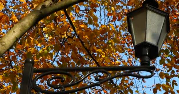 Een Straatlamp Het Park Tegen Achtergrond Van Gele Bladeren Takken — Stockvideo