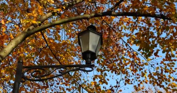 Вулична Лампа Парку Тлі Жовтого Листя Гілках Європейського Букового Дерева — стокове відео