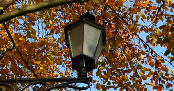 公园里的一盏路灯 背景是欧洲山毛榉树枝上的黄叶 秋季枪击案 — 图库视频影像