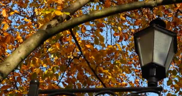 Street Lamp Park Background Yellow Leaves Branches European Beech Tree — Stock Video