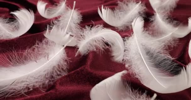 白白鳥の羽オンバーガンディベルベット — ストック動画