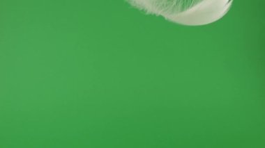 Beyaz kuğu tüyleri yeşil arka plana düşüyor. Yavaş çekim.