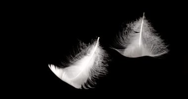 Siyah arka planda beyaz kuğu tüyleri.