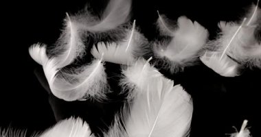 Siyah arkaplanda beyaz kuğu tüyleri.