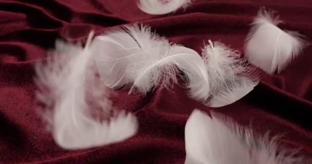 White Swan Feathers Fall Burgundy Velvet Slow Motion — Stock Video