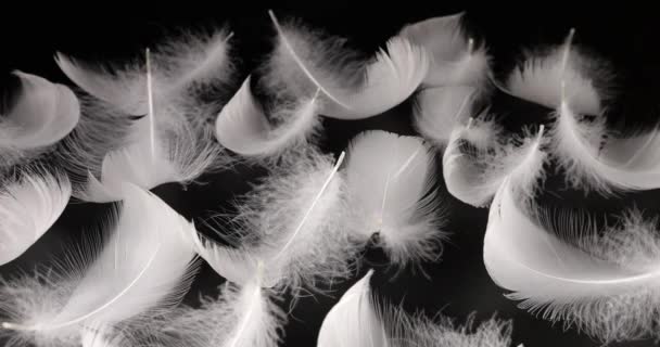 White Swan Feathers Wind Black Background — Stock Video