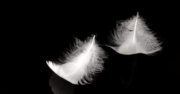 Λευκά Φτερά Κύκνου Στο Νερό Μαύρο Φόντο — Αρχείο Βίντεο