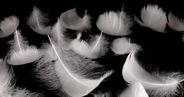 Белые Лебединые Перья Черном Фоне — стоковое видео