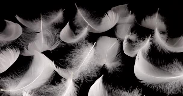 Siyah Arka Planda Rüzgarda Uçuşan Beyaz Kuğu Tüyleri — Stok video