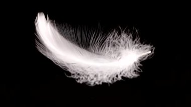 Siyah arka planda beyaz kuğu tüyleri dökülüyor. Yavaş çekim.