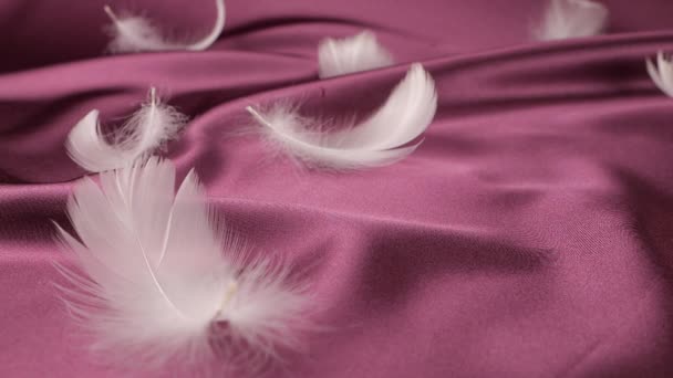 Penas Cisne Branco Caem Sobre Seda Ameixa Violeta Movimento Lento — Vídeo de Stock