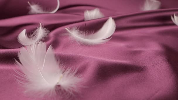 Λευκά Φτερά Κύκνου Πέφτουν Στο Βιολετί Δαμάσκηνο Μετάξι Αργή Κίνηση — Αρχείο Βίντεο