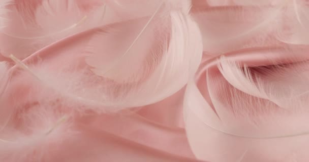 Plumas Cisne Blanco Sobre Seda Rosa Pastel — Vídeos de Stock