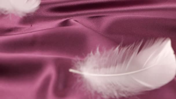 白天鹅的羽毛落在紫色的梅丝上 慢动作 — 图库视频影像